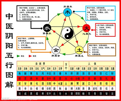 5行屬性